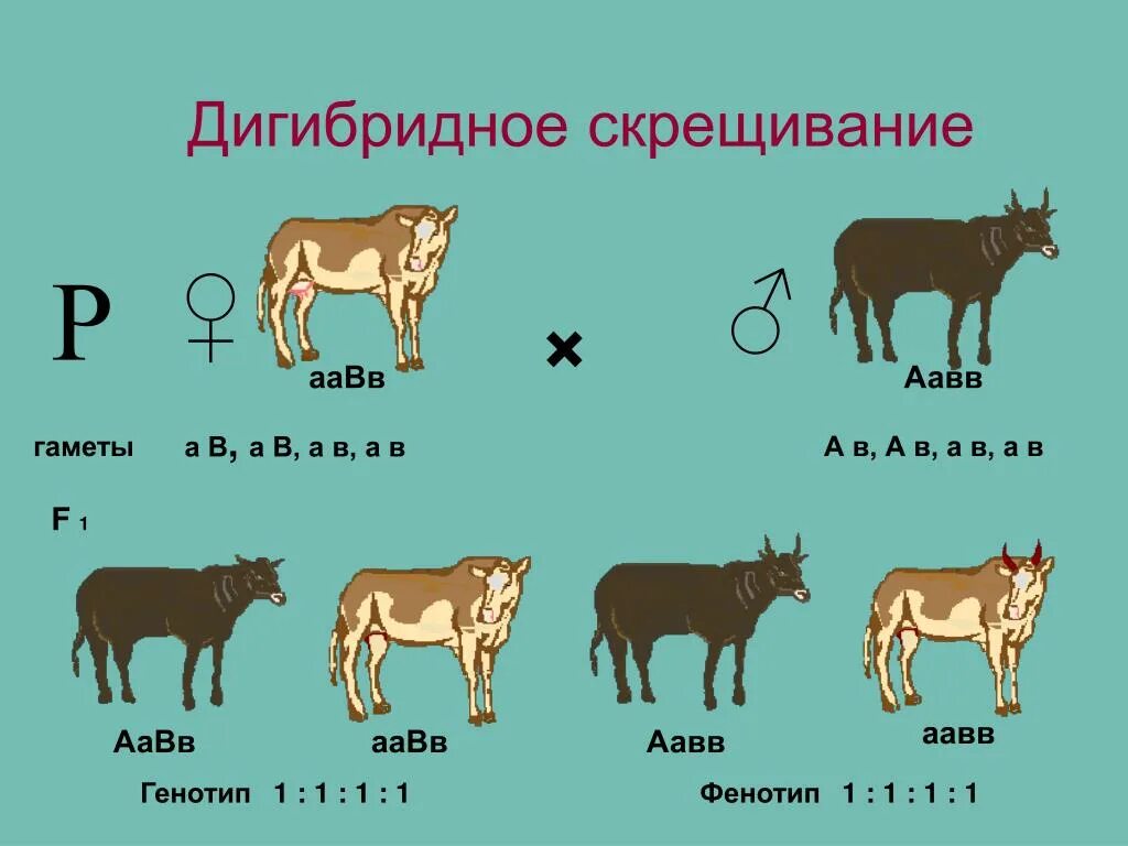 Генетика дигибридное скрещивание. Генетические задачи дигибридное скрещивание. Генотип дигибридного скрещивания. Дигибридное скрещивание примеры.