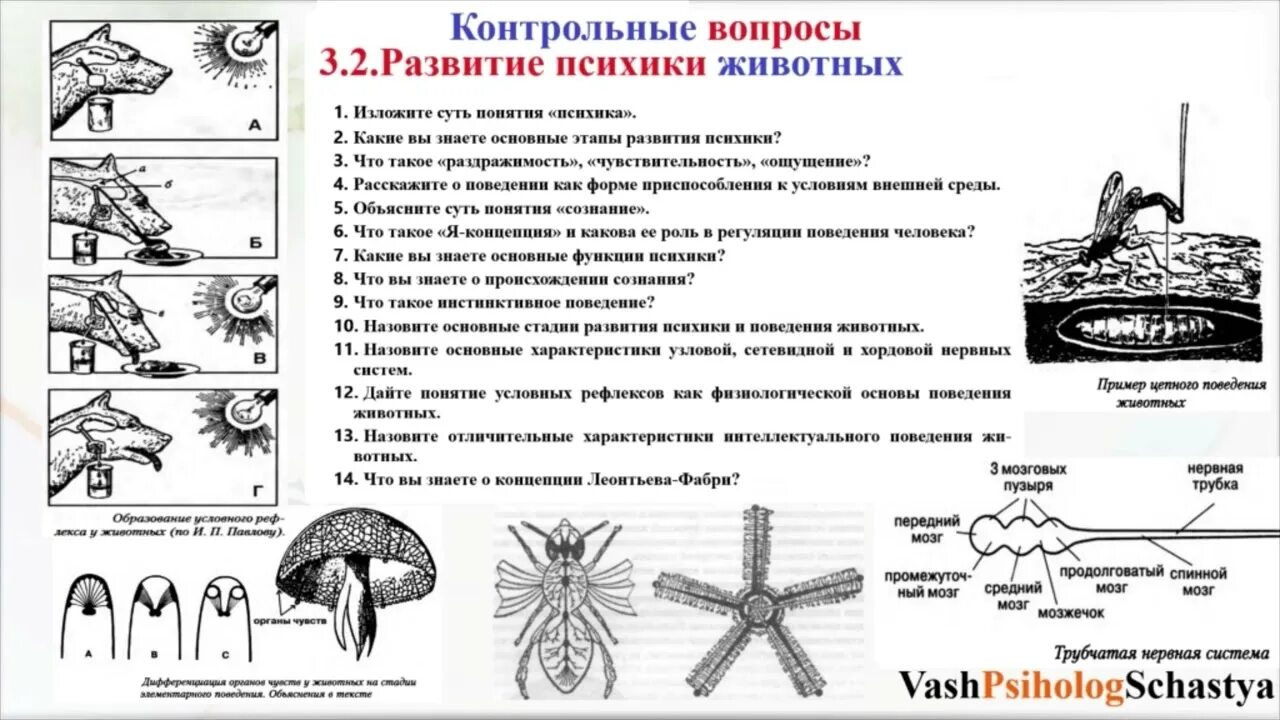 Стадии развития психики животных. Развитие психики животных в психологии. Стадии и уровни развития психики животных. Стадии и уровни развития психики животных таблица. Стадии леонтьев и фабри