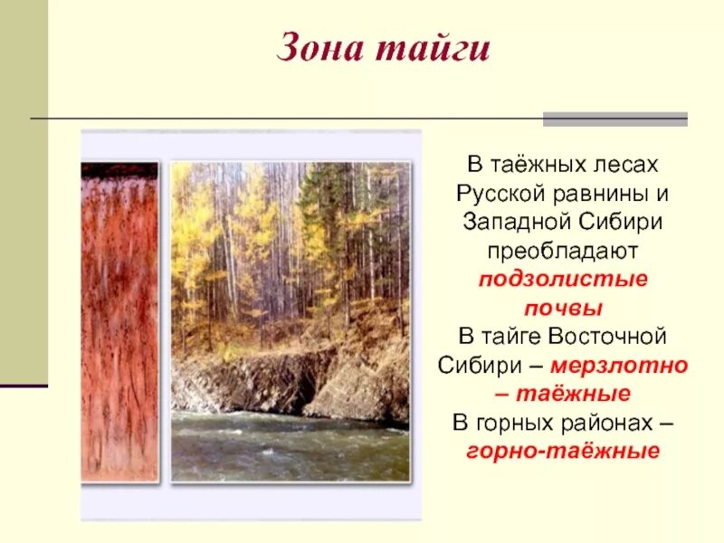 Какая почва в природной зоне тайга. Мерзлотно-Таежные почвы тайги. Подзолистая почва тайги в России. Тайга Западной Сибири почвы. ПОЧТЫЫ тайги Восточной Сибири.