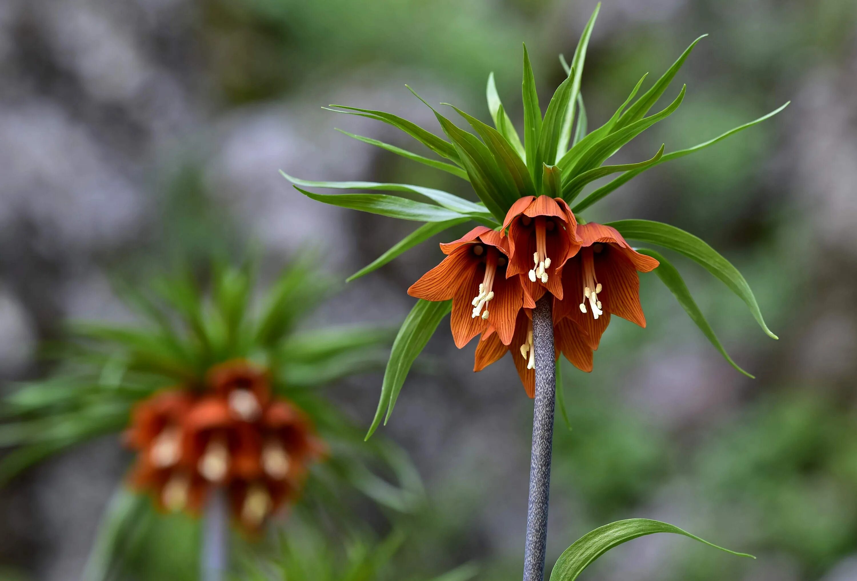 Рябчик (Fritillaria). Рябчик Императорский. Цветок рябчик Императорский. Рябчик фритиллярия. Фритиллярия фото