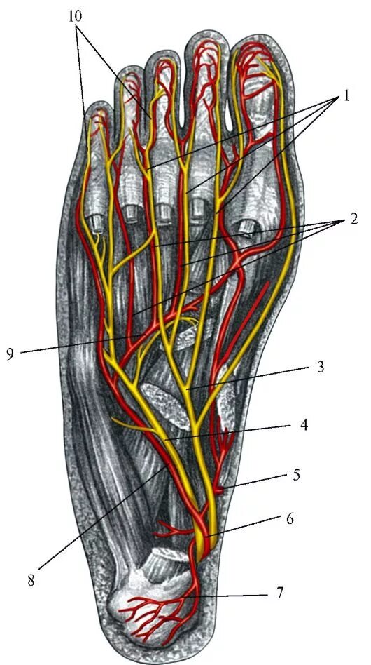 N plantaris medialis. Canalis plantaris medialis. Мезиальный подошвенныф нерв.