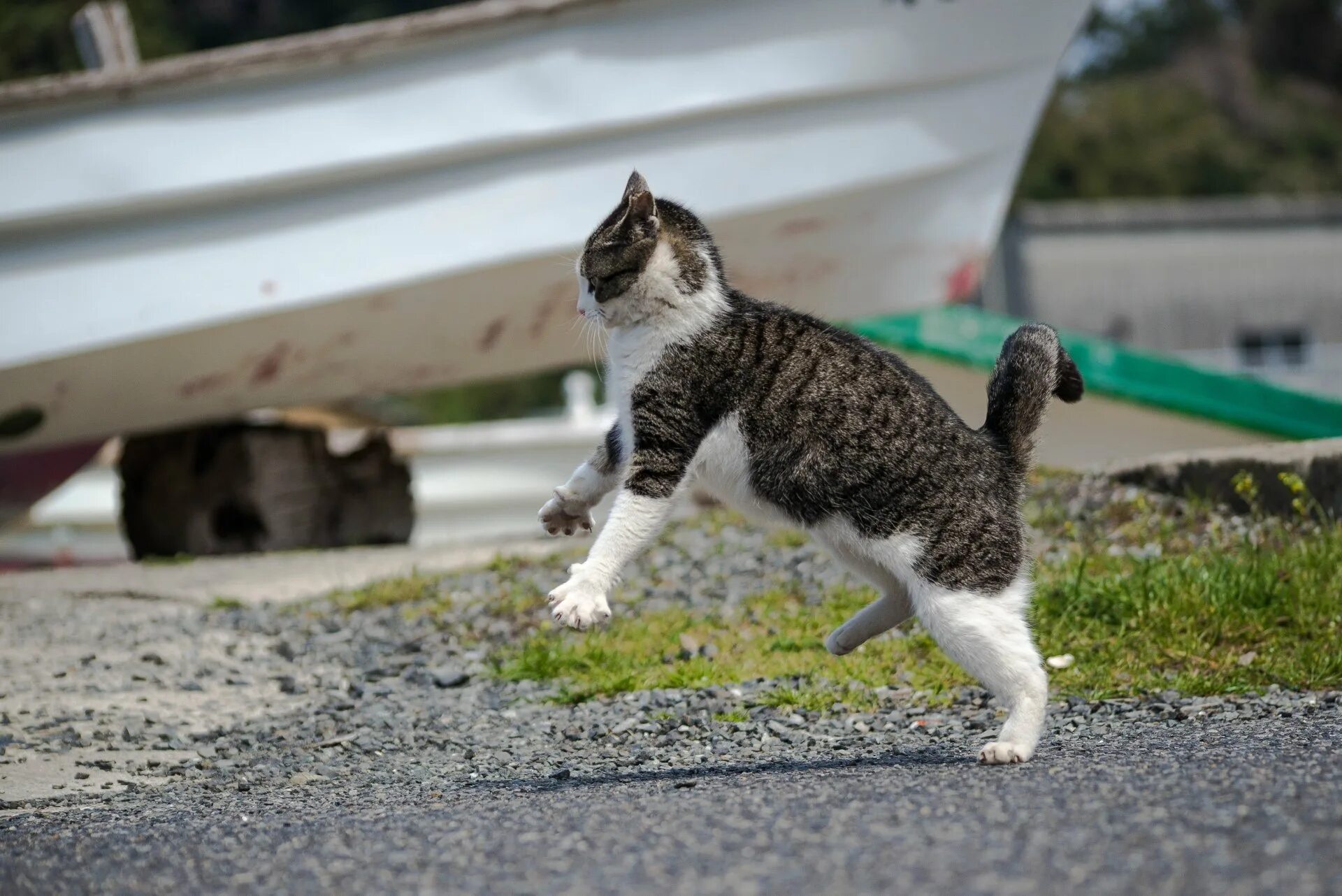 Неуклюжий котик. Кот в прыжке. Кот готовится к прыжку. Кот атакует.