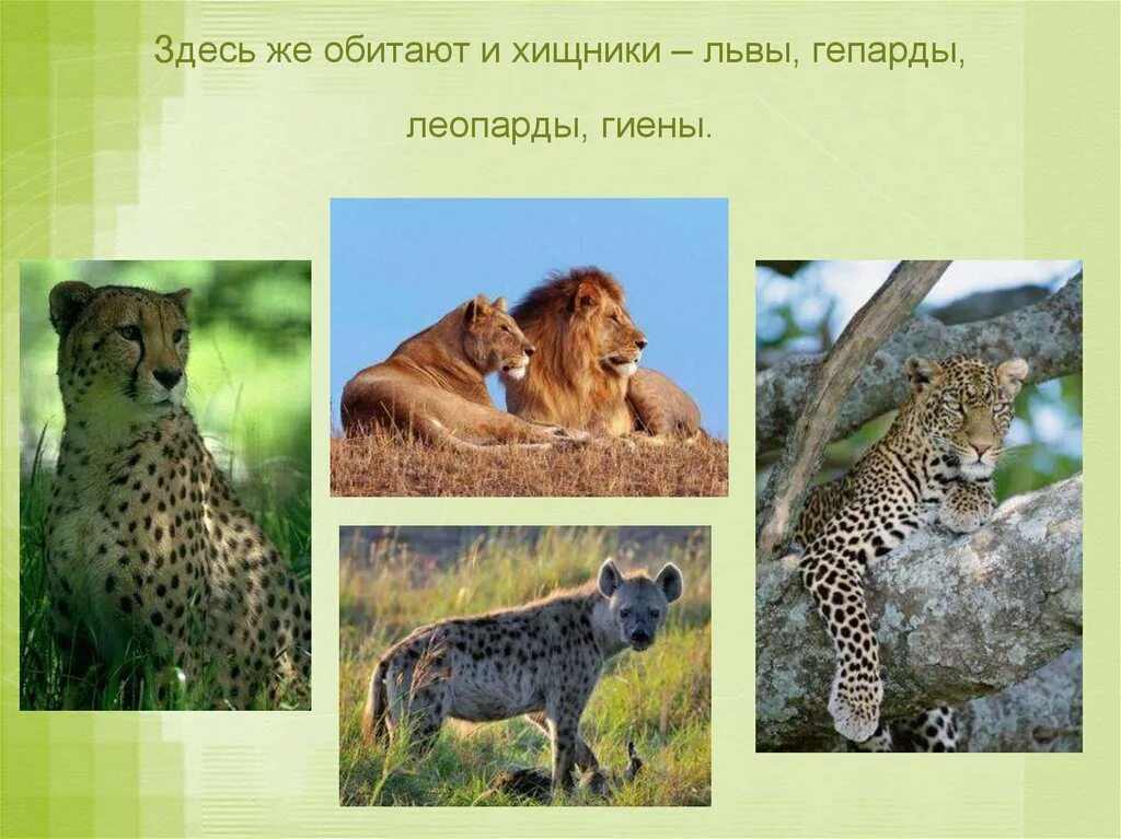 Живые организмы разных материков. Животные разных континентов. Львы леопарды гиены гепарды. Жизнь животных на разных материках 5 класс биология. Где обитает Лев на каком материке.