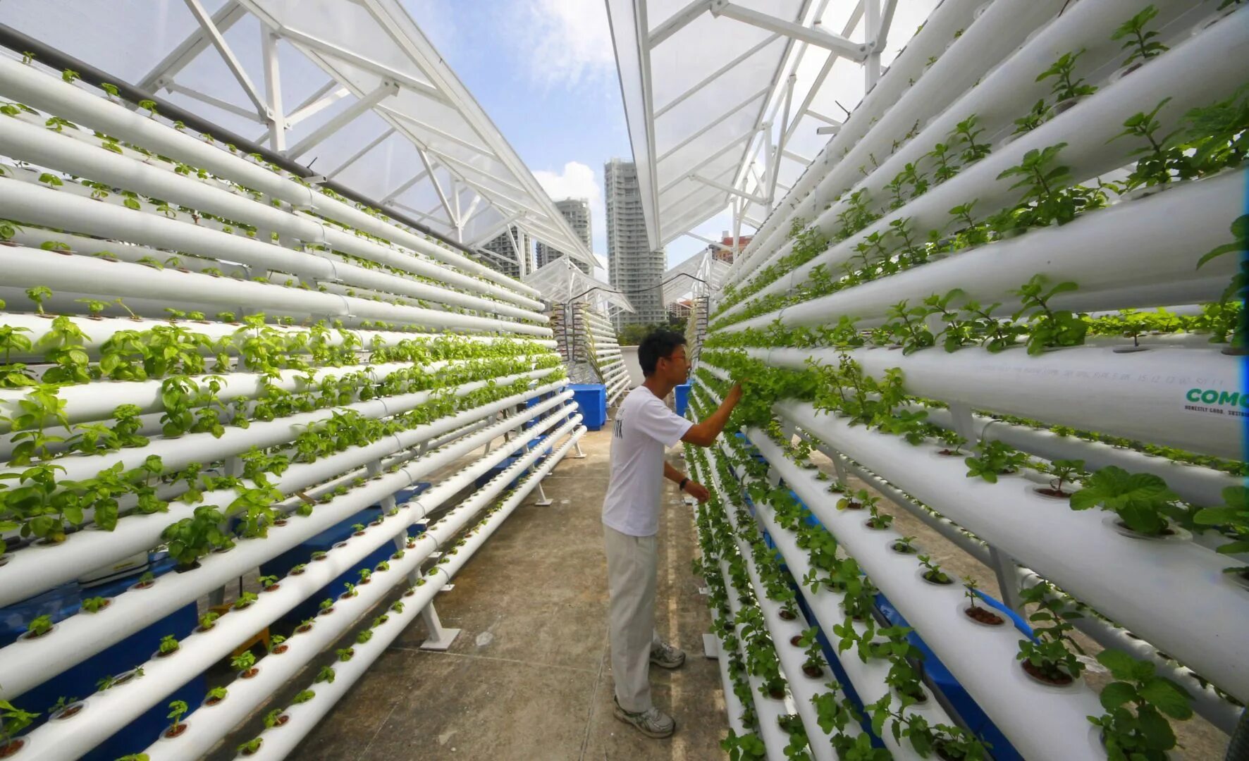 Сити ферма в Сингапуре. Сити фермер Сингапур. Urban Farming (городское сельское хозяйство). Сингапур и гидропоника.