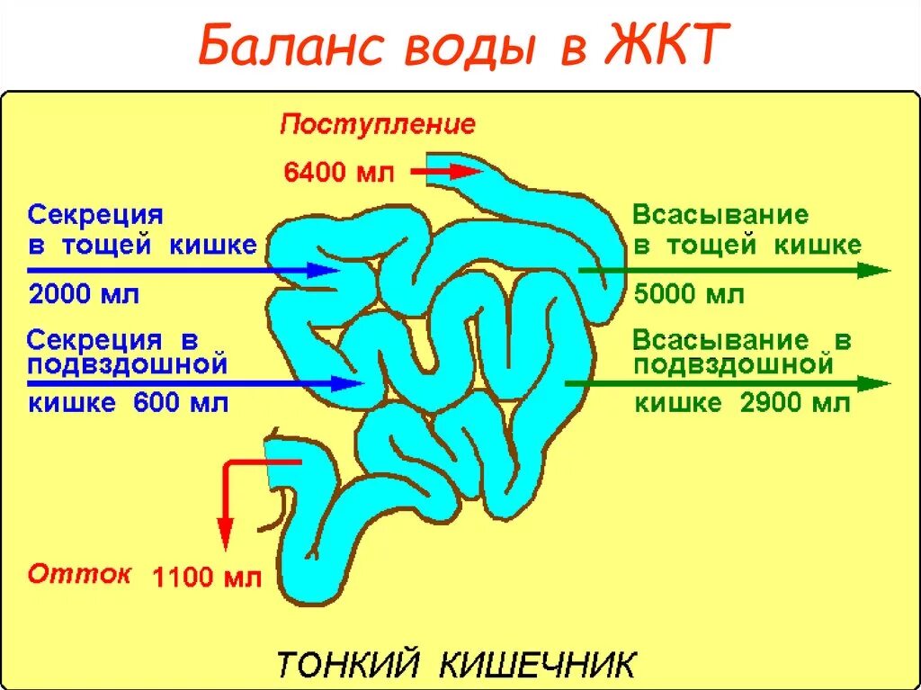 Баланс воды в ЖКТ. Поступление воды в кишечник. Вода попадает в толстый кишечник. Вода попадает в кишечник