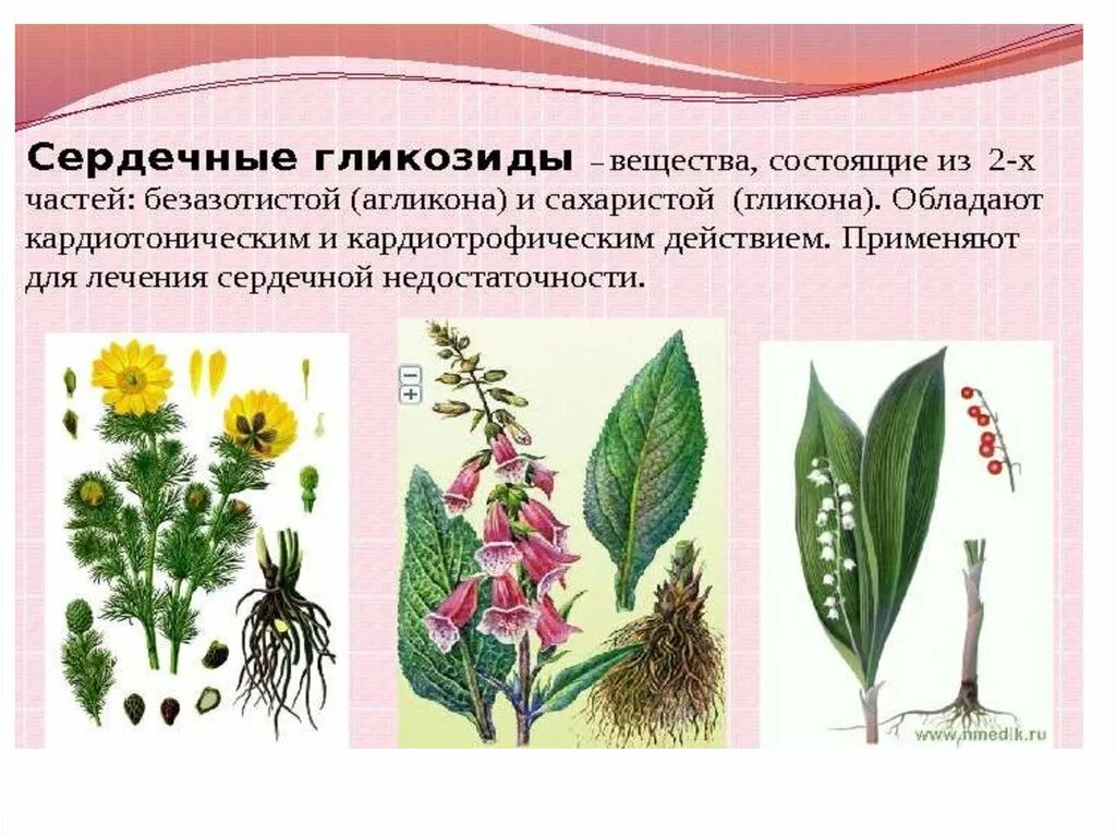 Лрс содержащие сердечные гликозиды. Сердечные гликозиды препараты. препараты наперстянки гликозиды. препараты наперстянки сердечные гликозиды. сердечные гликозиды растения.
