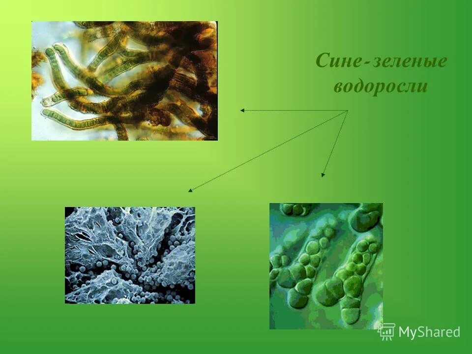 Водоросли не расчленены на. Протерозойская Эра сине-зеленые водоросли. Отдел синезелёные водоросли. Сине-зеленые водоросли презентация. Виды сине зеленых водорослей.