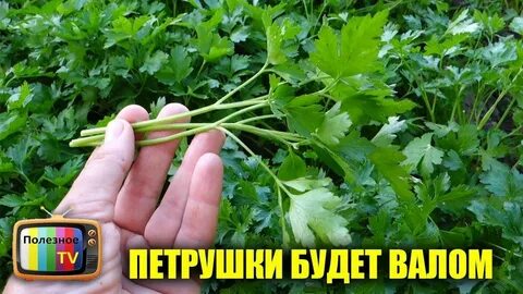 Петрушка что с ней делать