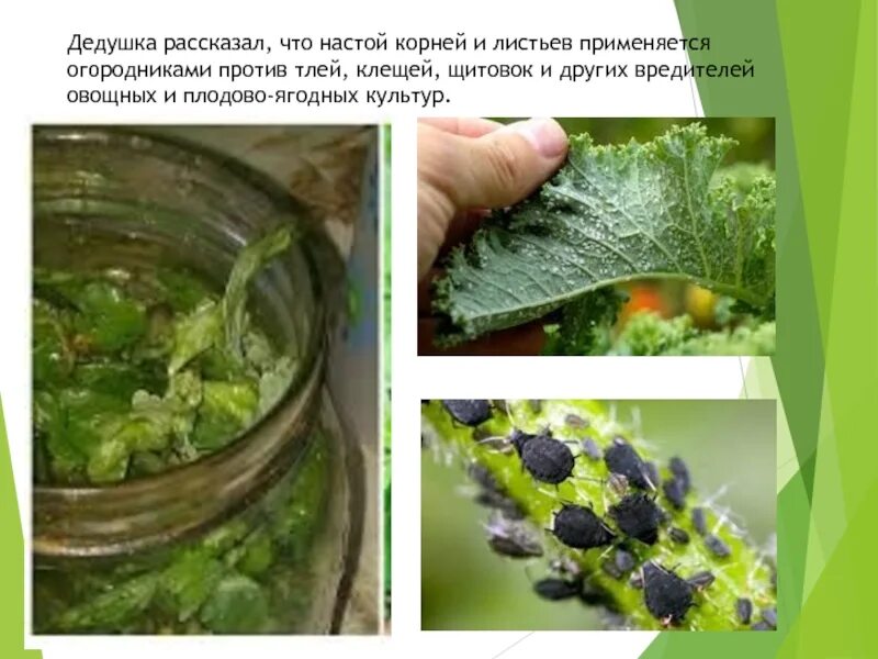 Сколько дней настаивать крапиву