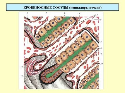 Желчные капилляры печени