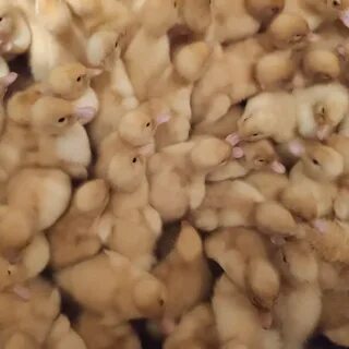 Отзыв утки черри велли