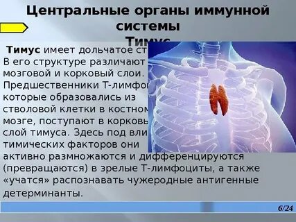 Иммунные функции тимуса