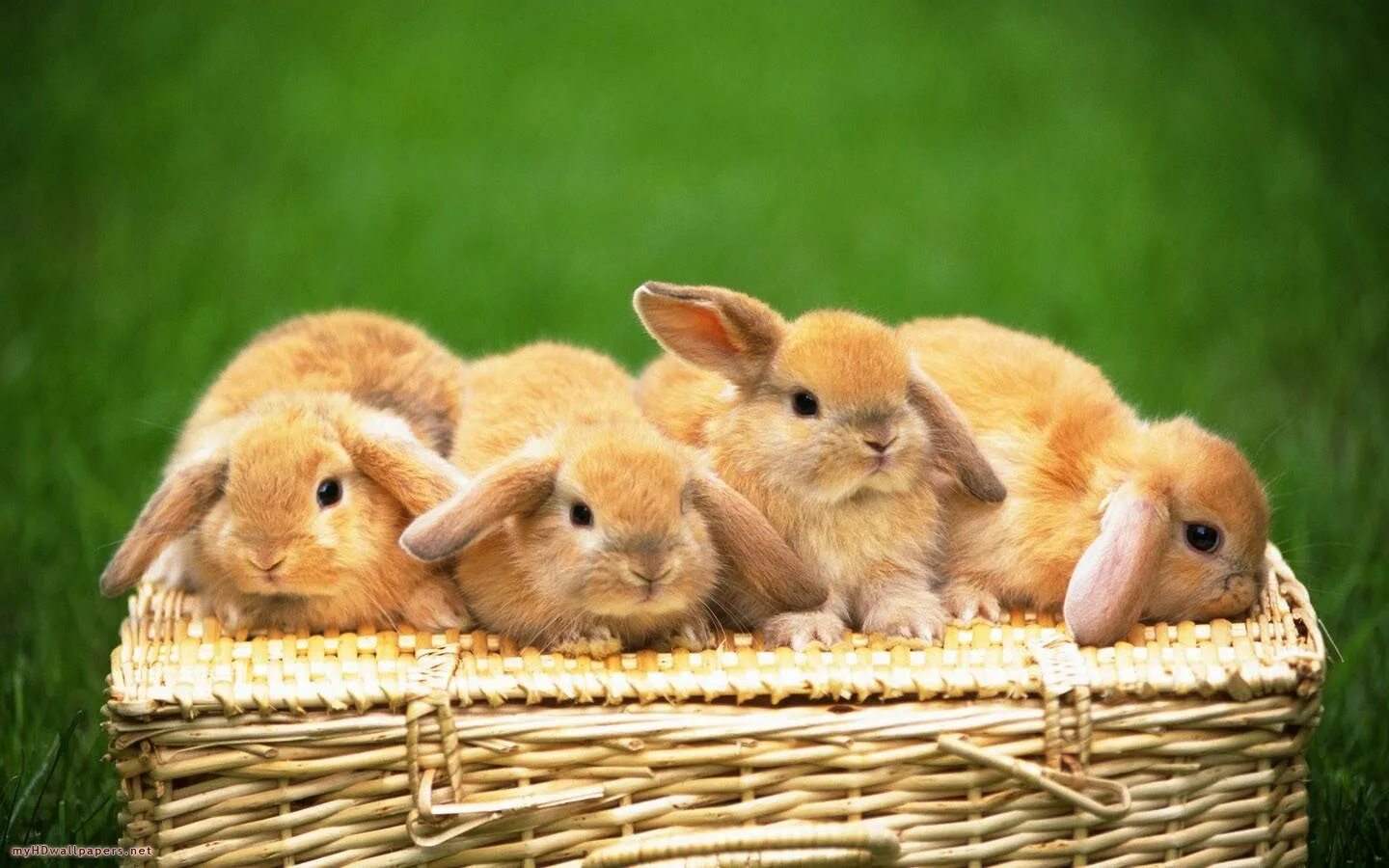 Заяц белый. Рэббит заяц. Bunny wallpapers. Bunny wallpapers. Маленькие крольчата.