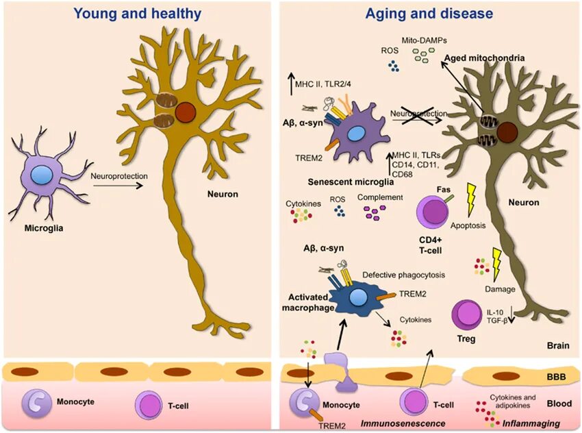 Инфламэйджинг кожи. Инфламэйджинг старение на фоне воспаления. Микроглия клетки рисунок в виде мультика. Nervous System and Aging.