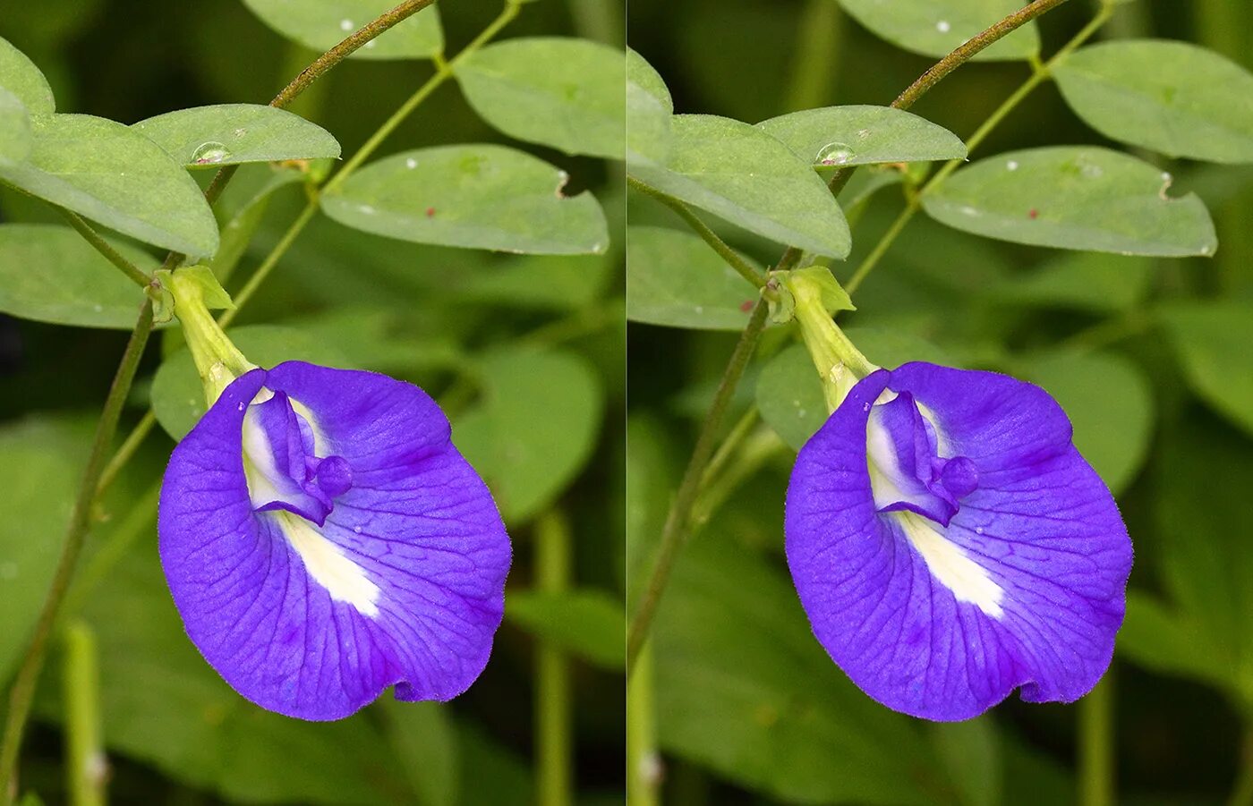 Клитория тройчатая Бобы. Clitoria ternatea. Клитория пиздоцвет. Клитория тройчатая Гавриш. Клитория это