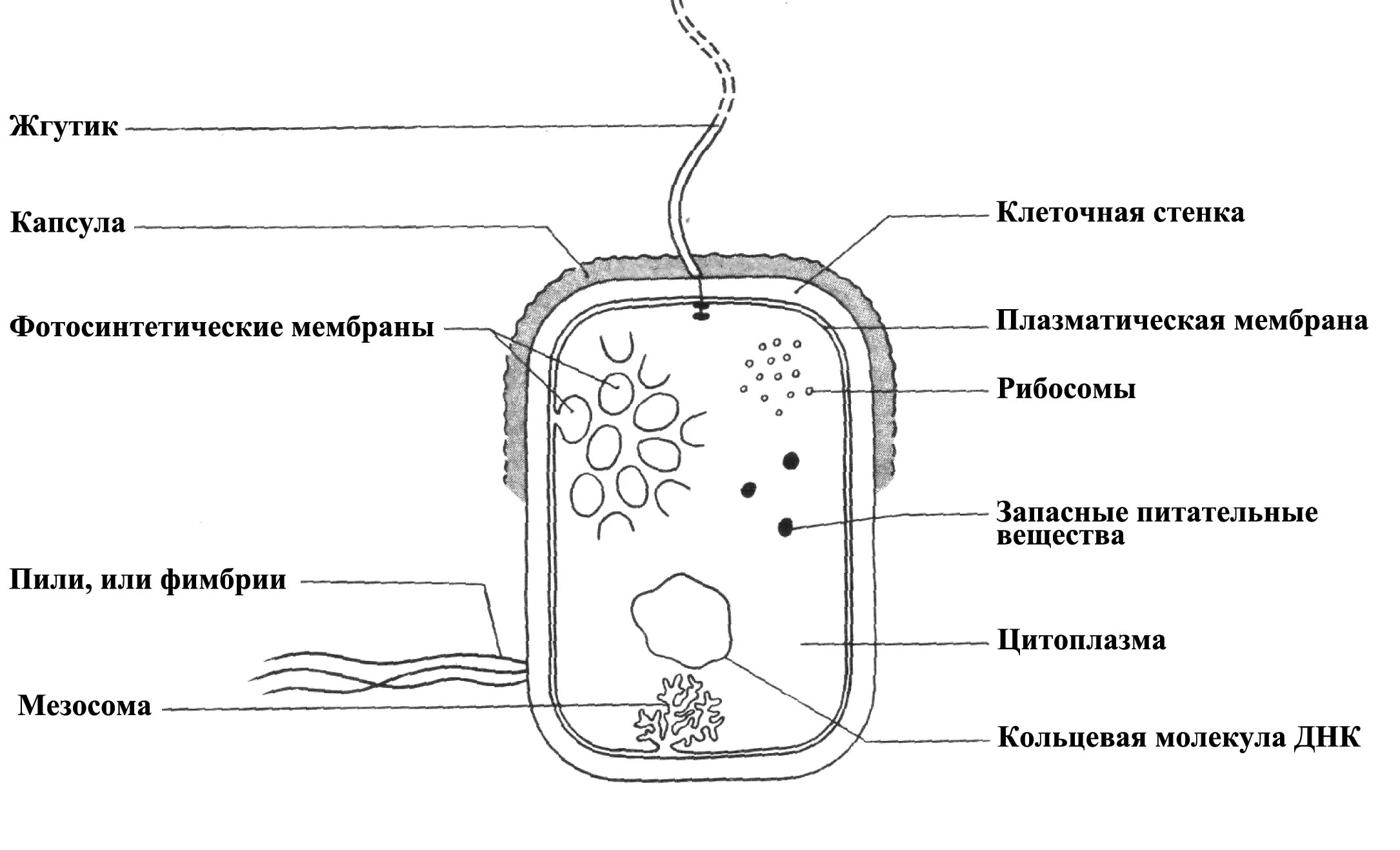 Строение прокариотической клетки бактерии. Строение прокариотической клетки ЕГЭ. Схема строения клетки прокариот. Строение клетки прокариот бактерии. Цитоплазматическая мембрана мезосомы