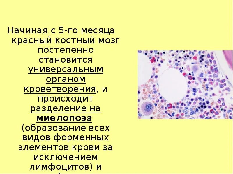 Красный костный мозг образующиеся форменные элементы. Форменные элементы крови образуются в Красном костном мозге. Красный костный мозг строение. Клетки крови образуются в Красном костном мозге.