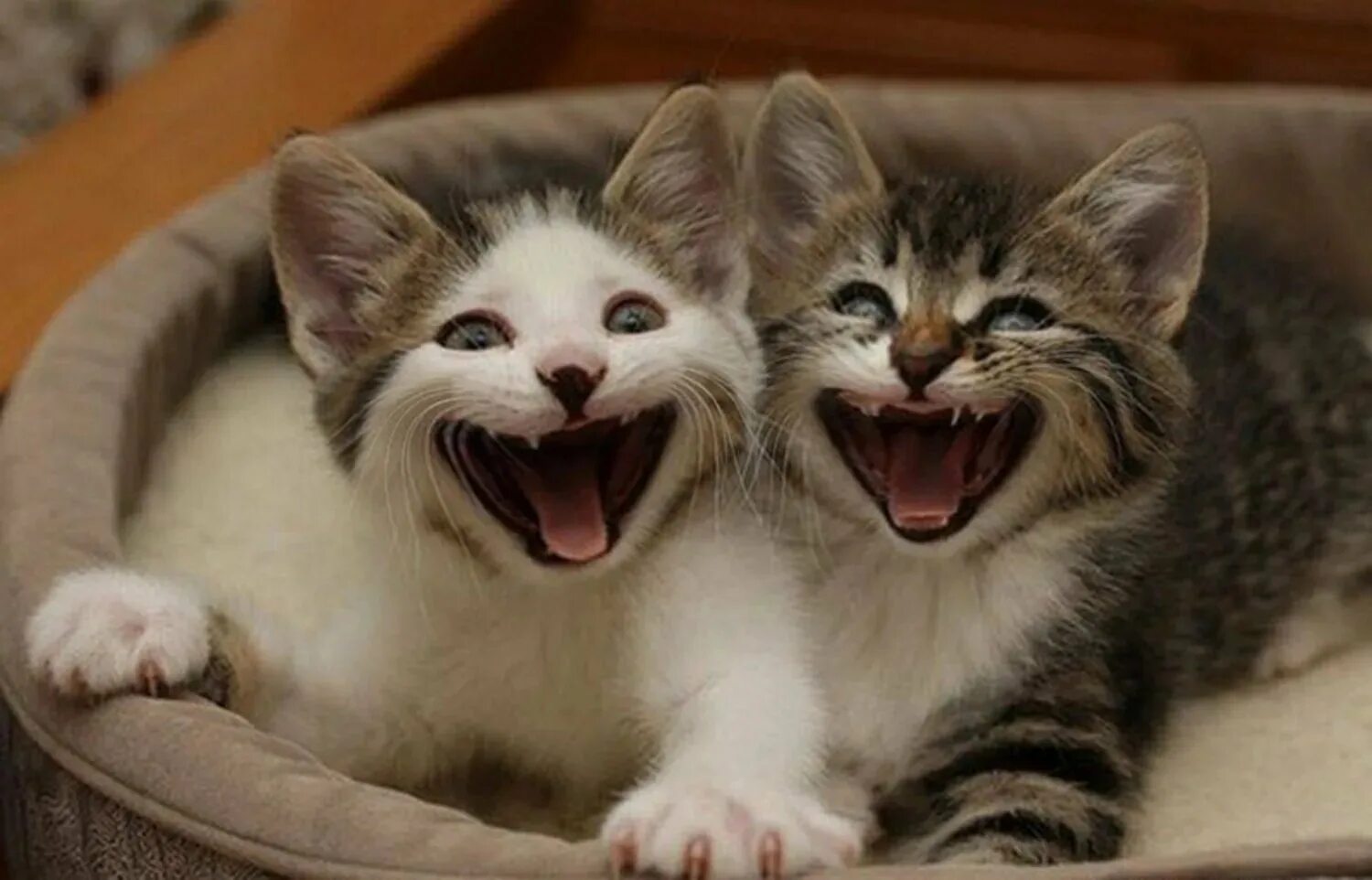 Котенок смеется. Смешные котята. Коты смеются. Котик улыбается. Веселые кошечки