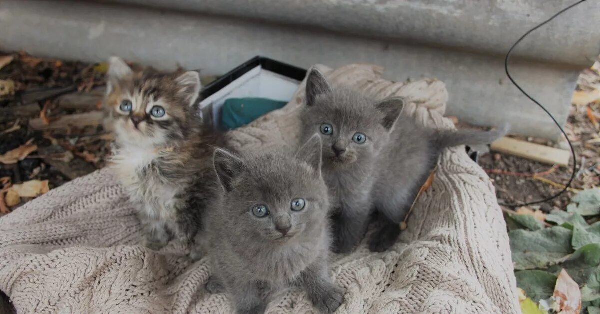 Купить взять котенка. Отдам котят в хорошие руки. Забрать в хорошие руки котенка. Котята в Самаре. Котята от домашней кошки СПБ.