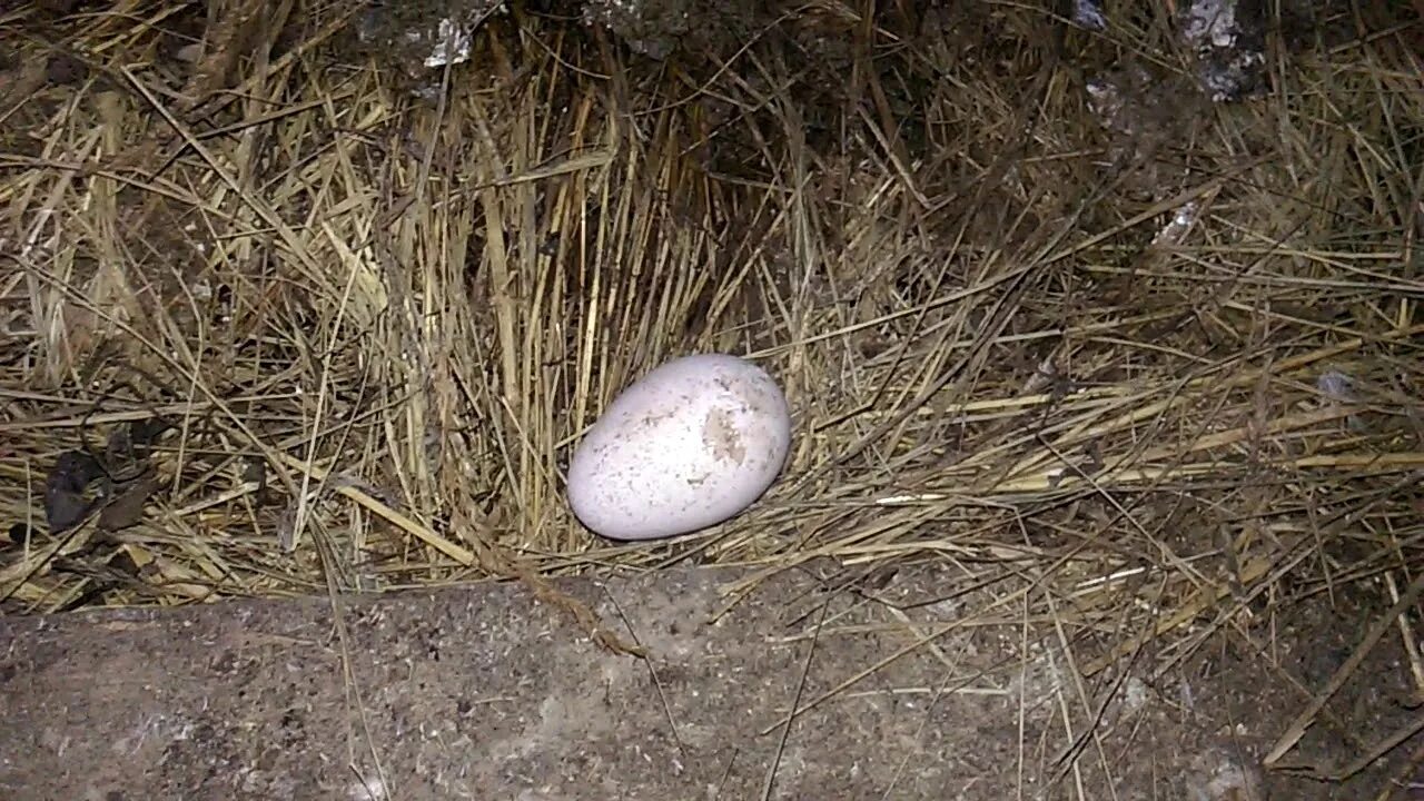 Сколько индюшка сидит на яйцах. Яйцо индюка. Индюки несут яйца. Первые яйца индюшек.