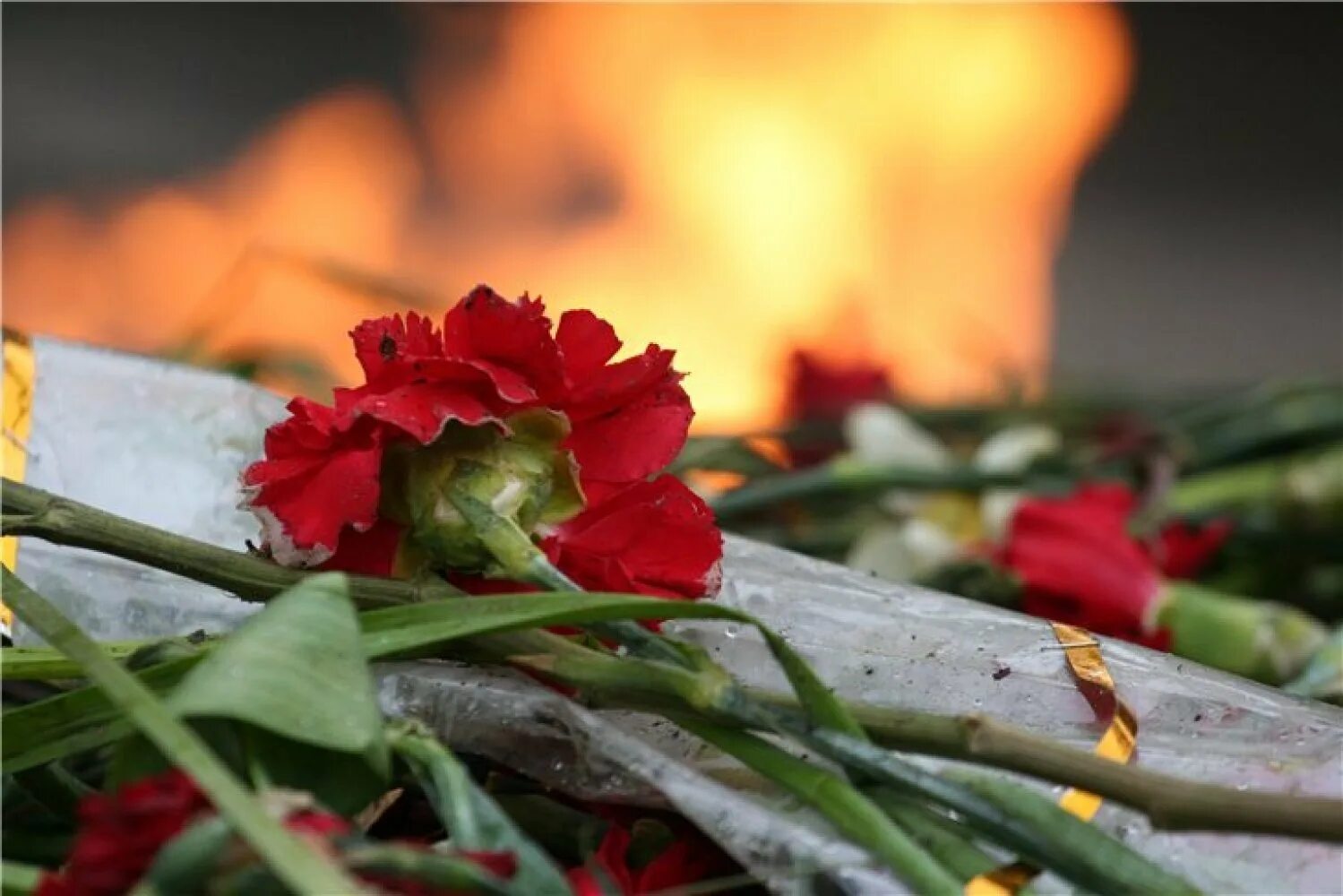 День памяти жертв второй мировой. Гвоздика на фоне вечного огня. Цветок день Победы. Гвоздики память. Цветы у вечного огня.