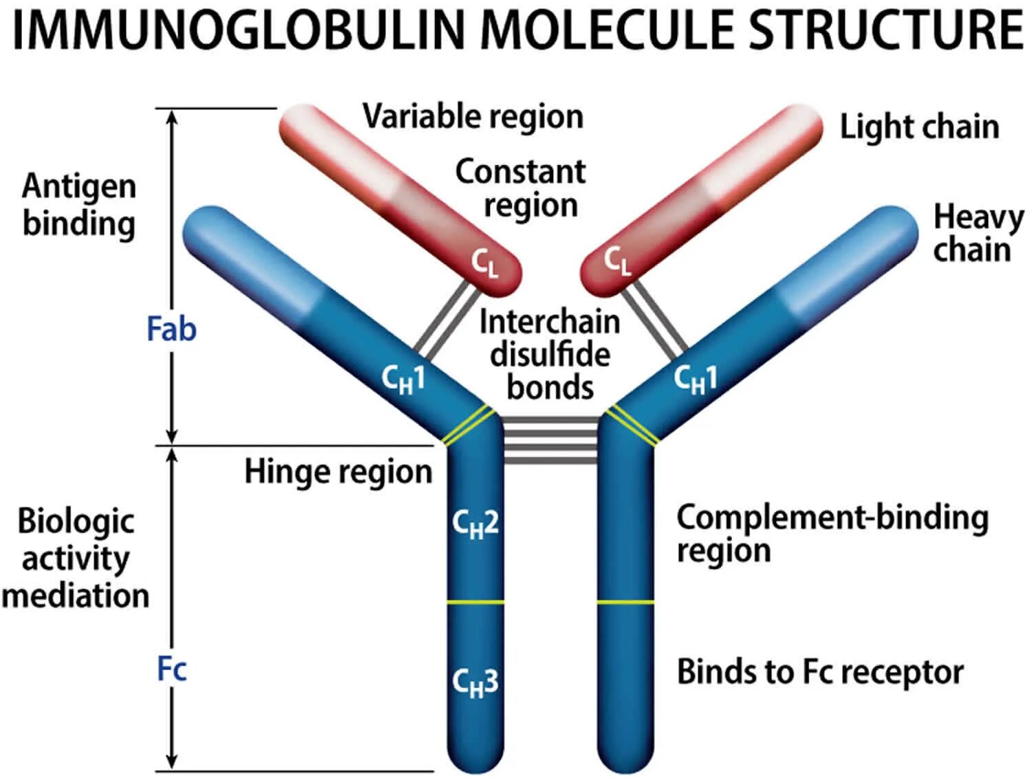 IGM иммуноглобулин. Иммуноглобулин 640. Иммуноглобулин е - молекулы структура. Имбиоглобулин. Иммуноглобулин g о чем говорит