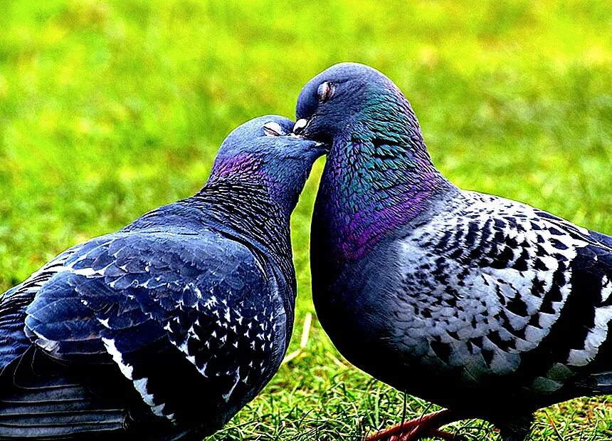 зимующие птицы голубь. амели на мели место невстречи текст песни. канал маэстро 2. голубок с воркует песня. голубок с воркует песня.