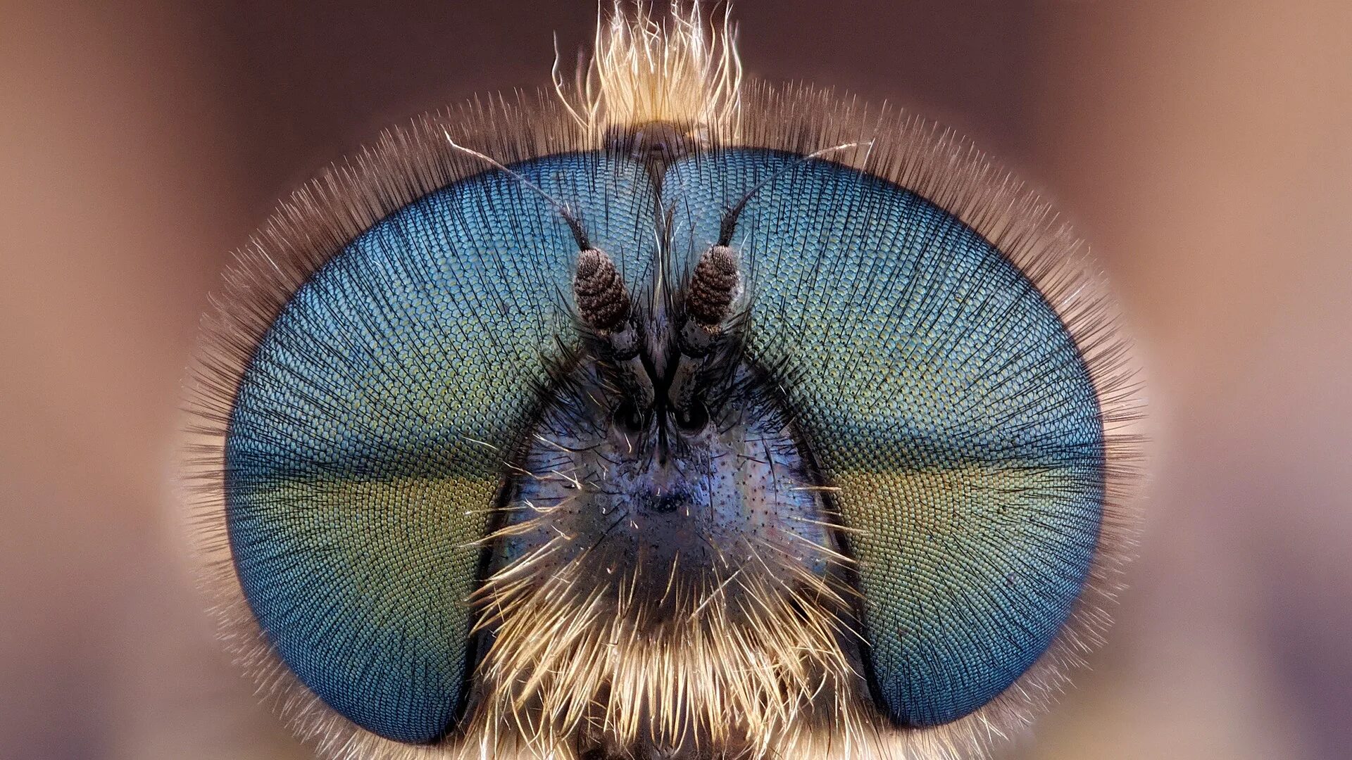 Хоботок мухи. Глаза бабочки. Макросъемка насекомых. Глаза мухи.