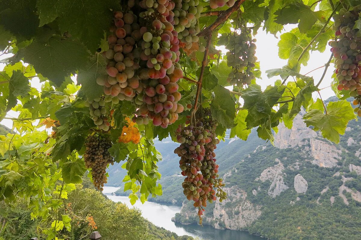 на склонах древние греки выращивали