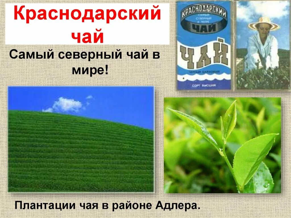 Твои земляки труженики кубановедение 3. Краснодарский чай самый Северный в мире. Краснодарский чай самый Северный плантации. Самый Северный чай в мире. Краснодарский чая самый Северный чай.