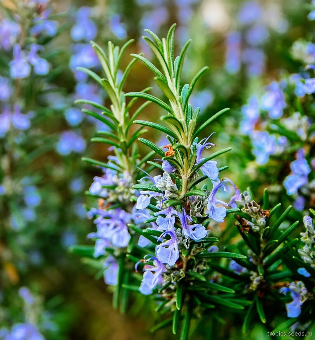 Rosmarinus officinalis. Розмарин вербенон. Розмарин относится к семейству. Розмарин растение. Розмарин относится к семейству.