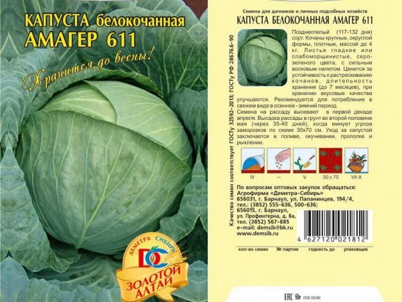 Капуста б/к Чамп f1. Сорт капусты Амагер. Капуста белокочанная Амагер 611. Капуста Амагер 611 характеристика и описание.