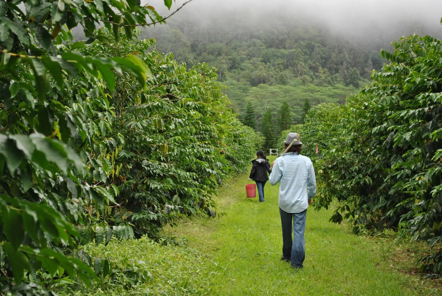 Kona Coffee плантации. Kona Coffee Гавайи. Ферма кофе. Кофе Jardin Colombia Medellin. Mt content