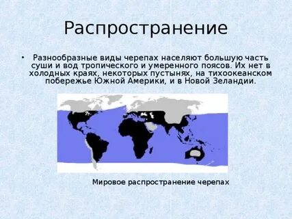Карта черепах
