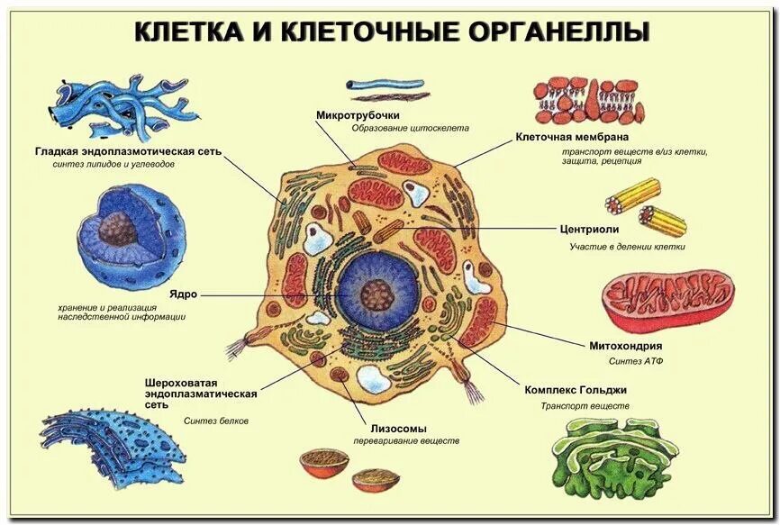 Какое значение этих органоидов в жизнедеятельности клетки. Структура клеток органоиды ( органеллы). 4. строение органоида клетки. строение растительной клетки клетки и функции ее органоидов. строение клетки рисунки органелл.