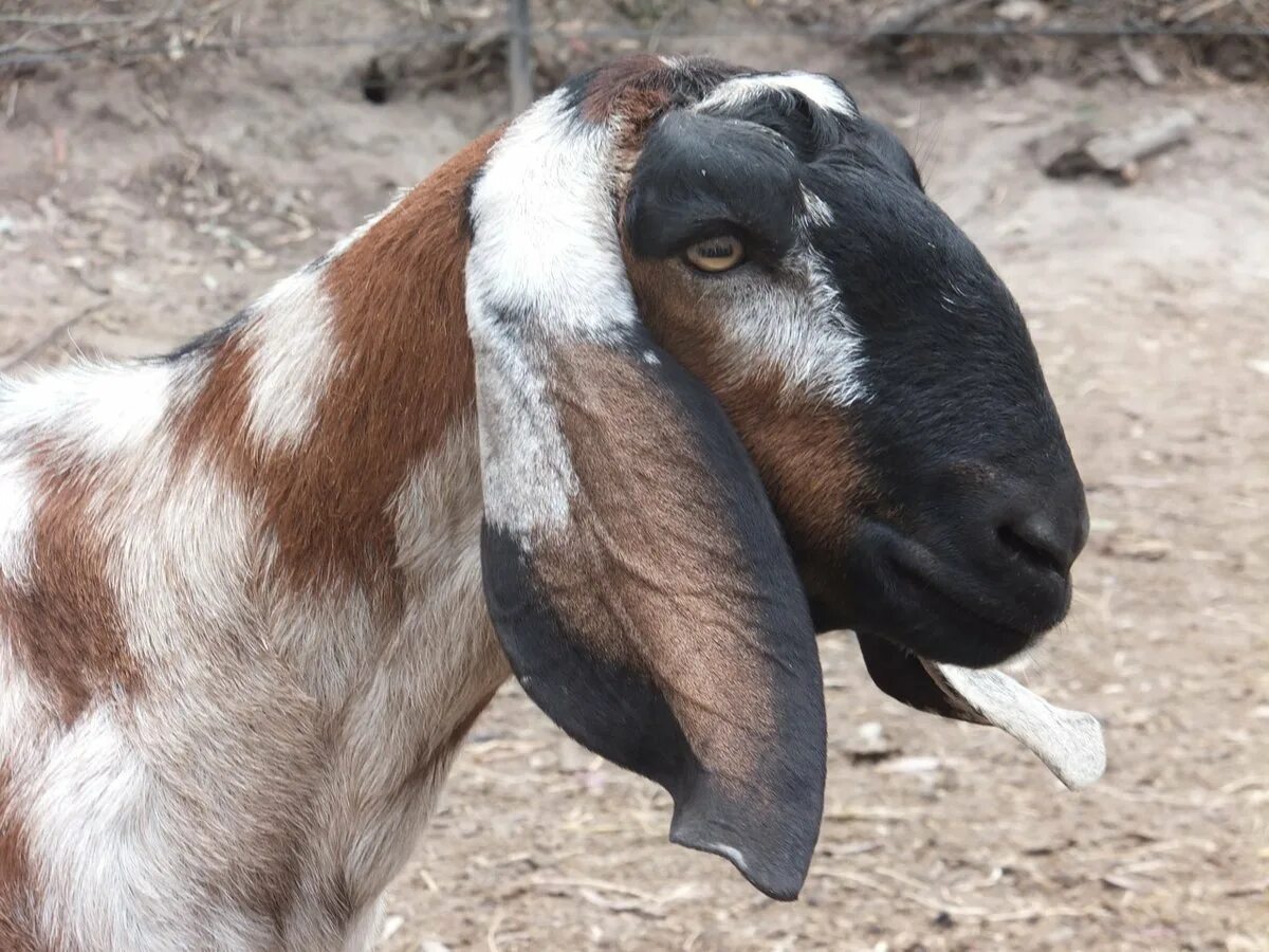 Ушами порода козы. Альпо-нубийские козы. Англо-нубийская коза. Порода Козлов нубиец. Коза вислоухая нубийская.