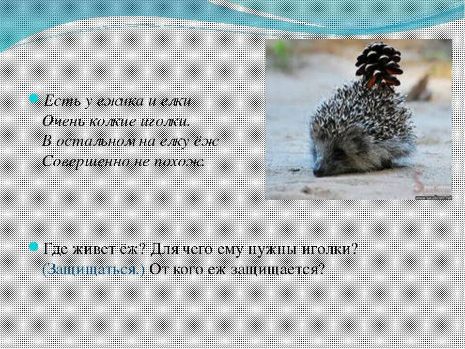 У нас под крыльцом жил еж. Где живет еж. Ель на ежика похожа еж в иголках. Картинка где живет еж. Ёжик где живёт и чем питается.