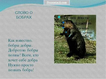 Как переводится бобр