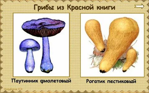 Нарисовать гриб из красной книги