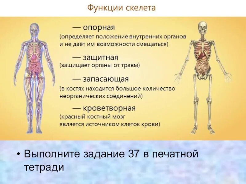 Опорно двигательная система какие функции. Опорно-двигательная система: строение, функции. Кости скелета. Опорно-двигательная система человека функции строение и функции. Кроветворная функция скелета анатомия. Опорно двигательная система состоит из скелета.