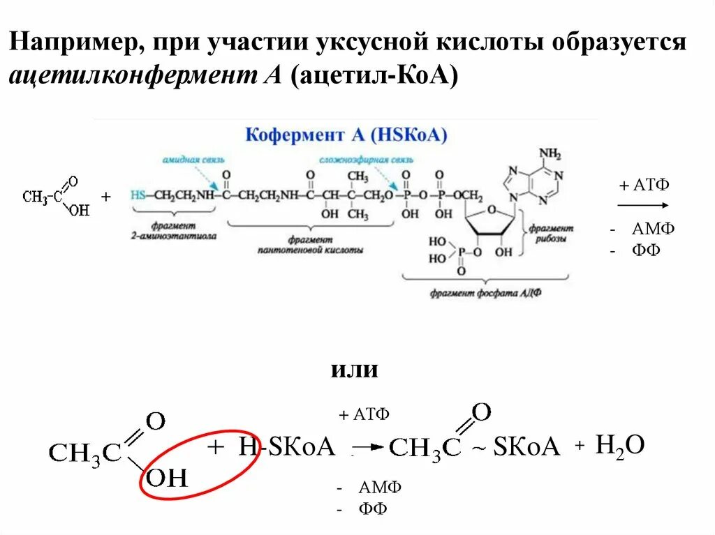 Уксусная кислота в ацетил КОА. Кофермент ацетил КОА. Ацетил коэнзим а. Ацетил КОА из уксусной кислоты.