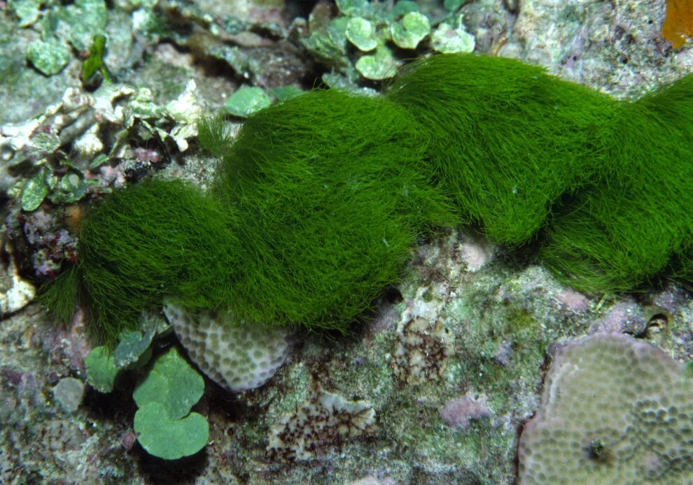 Nostoc flagelliforme. Водоросли в волосах. Волосы как водоросли. Green hair algae.