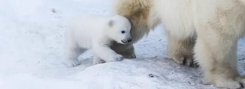 Недавно в зоопарке у медведицы родились медвежата