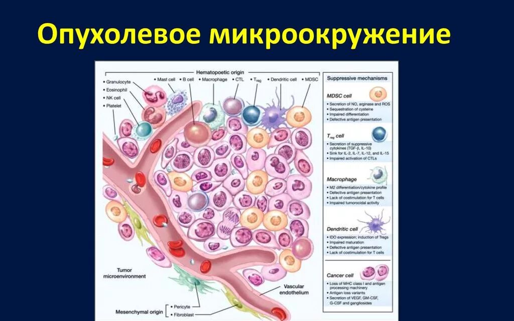 Нарушение дифференцировки тканей