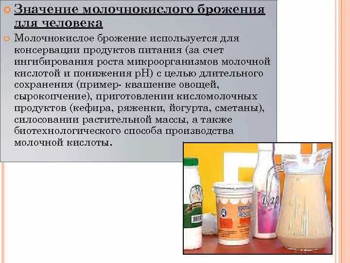 Бактерии молочнокислого брожения. Продукты молочнокислого брожения. Брожение кисломолочных продуктов. Процесс молочнокислого брожения. К брожению способны