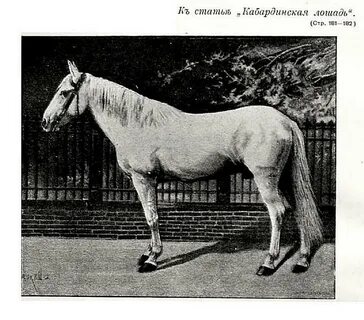 Рассмотрите фотографию лошади породы кабардинская и выполните