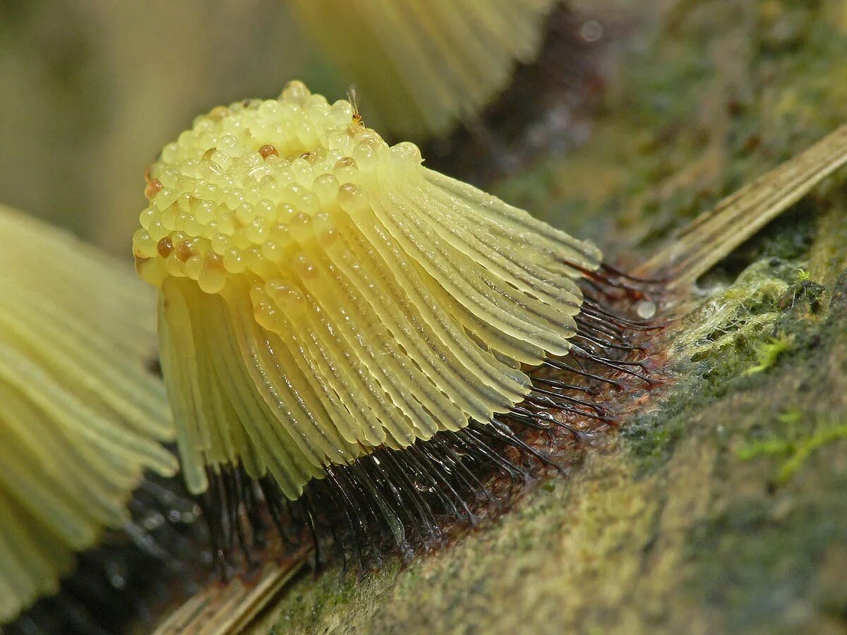 Плазмодий гриб интересные факты. Плазмодий и г. Гриб который умеет ходить. Плазмодий это у грибов. Стемонитис слизевик.
