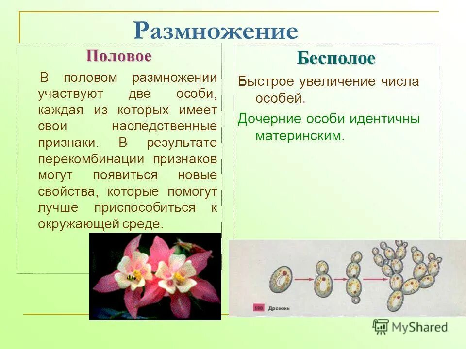 Является бесполым поколением