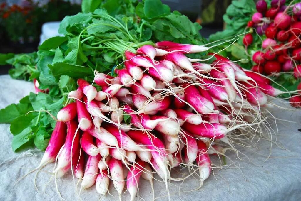 Длинный редис. Редиска длинная. Редис сахарок. Семена редиса чайна роуз. Редис красный великан 200% 6г.