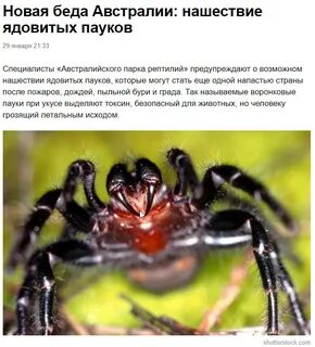 Сколько за жизнь человек съедает пауков